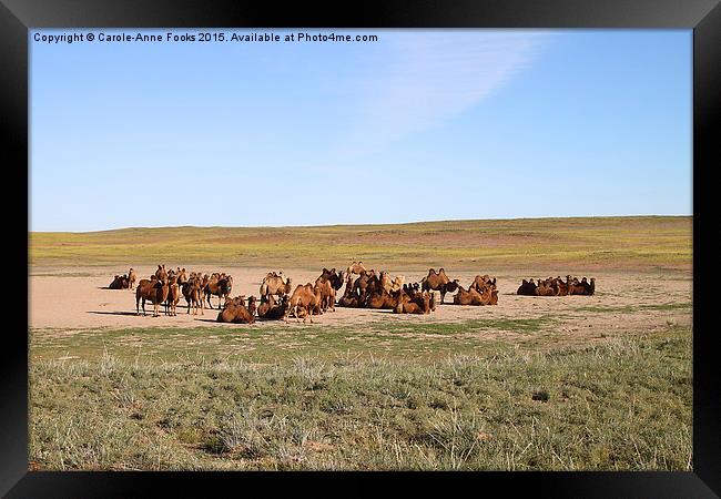  Camels, Middle Gobi Mongolia Framed Print by Carole-Anne Fooks