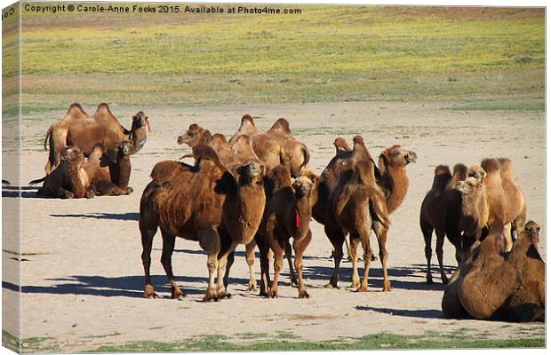  Camels, Middle Gobi Mongolia Canvas Print by Carole-Anne Fooks
