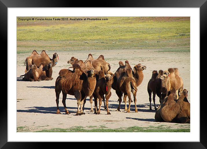  Camels, Middle Gobi Mongolia Framed Mounted Print by Carole-Anne Fooks