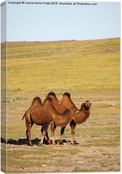   Camels, Middle Gobi Mongolia Canvas Print by Carole-Anne Fooks