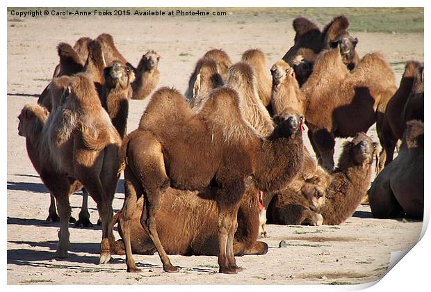  Camels, Middle Gobi Mongolia Print by Carole-Anne Fooks