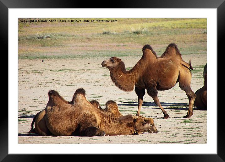   Camels, Middle Gobi Mongolia Framed Mounted Print by Carole-Anne Fooks