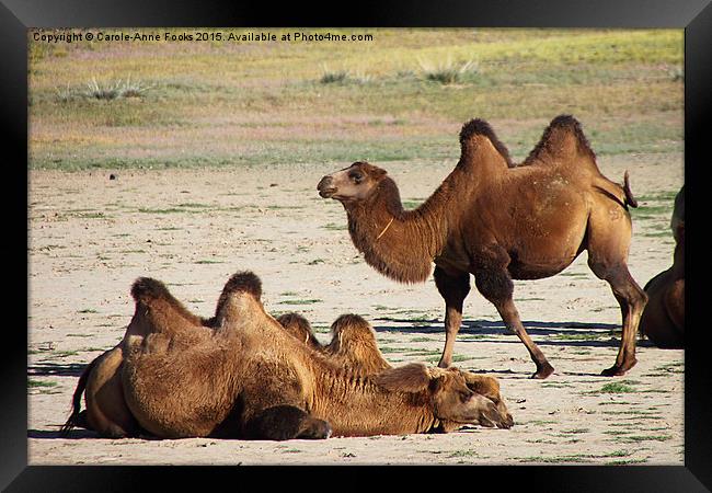   Camels, Middle Gobi Mongolia Framed Print by Carole-Anne Fooks