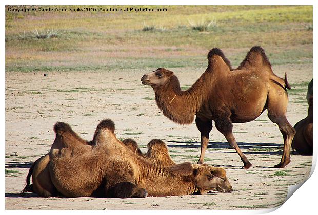   Camels, Middle Gobi Mongolia Print by Carole-Anne Fooks