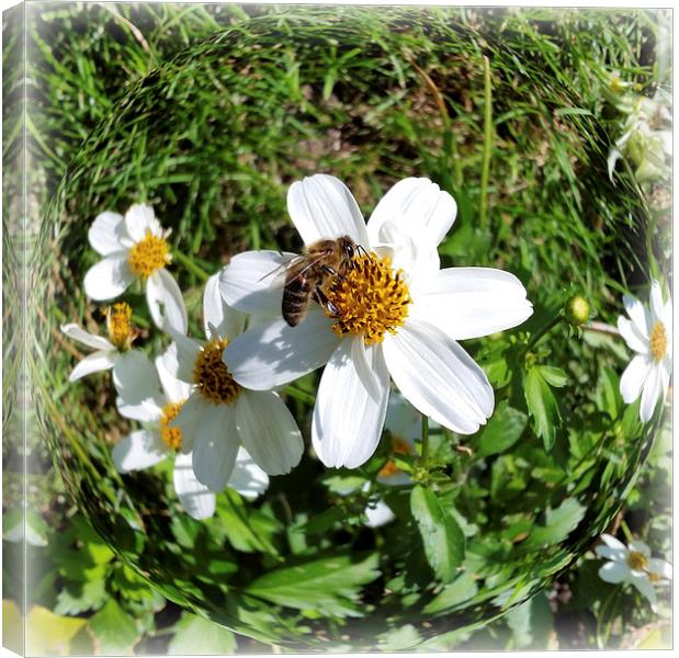  bee on white flower Canvas Print by Marinela Feier