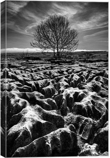  Malham Tree Black and White Canvas Print by ZI Photography