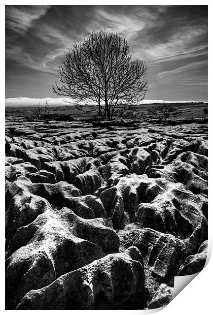  Malham Tree Black and White Print by ZI Photography