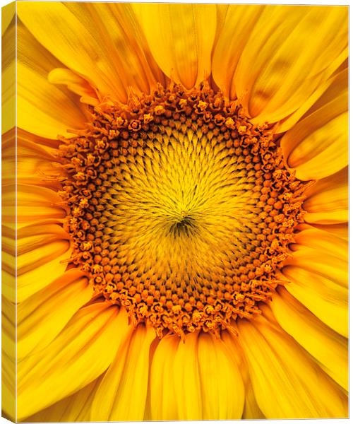  Sunflower Canvas Print by ZI Photography