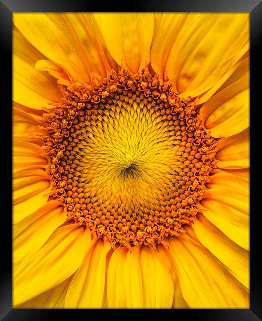  Sunflower Framed Print by ZI Photography