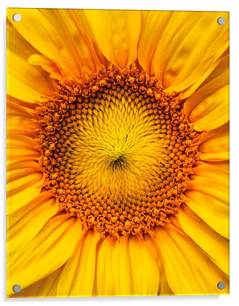  Sunflower Acrylic by ZI Photography