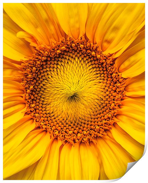  Sunflower Print by ZI Photography