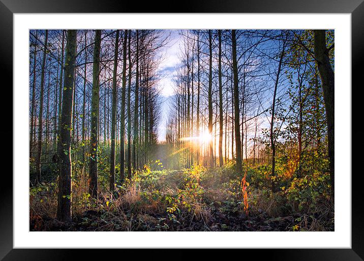  Through the Trees Framed Mounted Print by ZI Photography