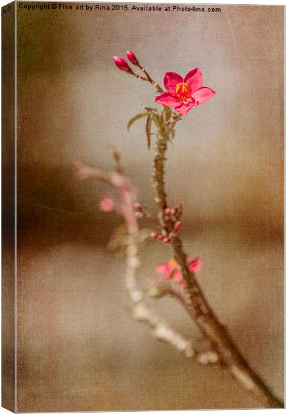  Little red flower Canvas Print by Fine art by Rina