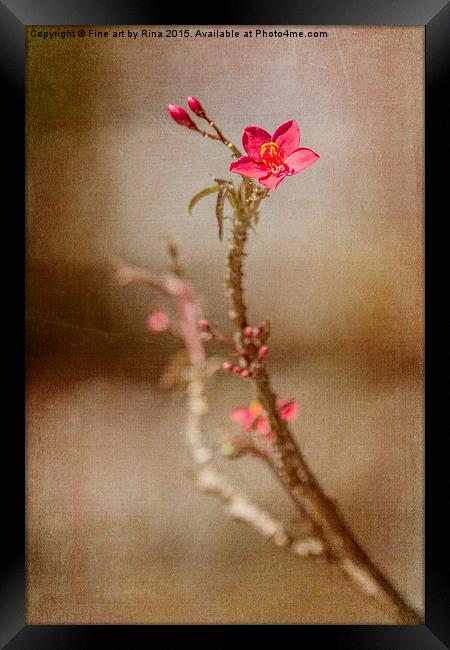  Little red flower Framed Print by Fine art by Rina