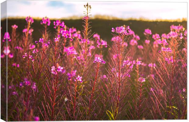  Wild Flowers Canvas Print by ZI Photography