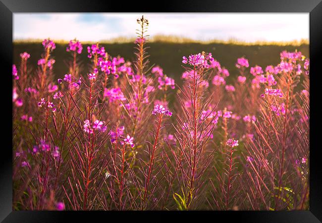  Wild Flowers Framed Print by ZI Photography