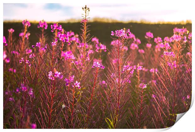  Wild Flowers Print by ZI Photography