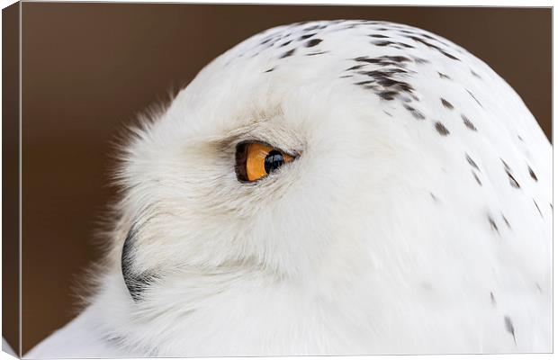  snowy owl Canvas Print by Kelvin Rumsby