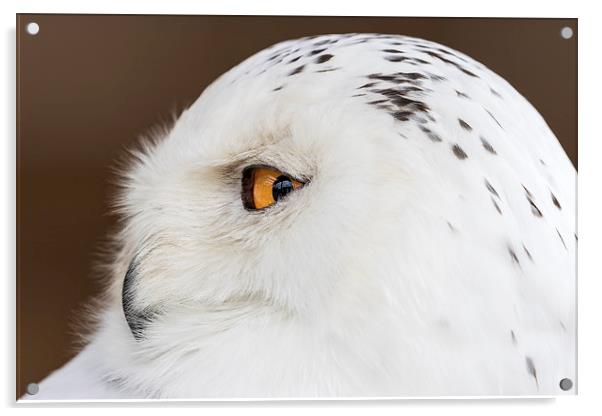  snowy owl Acrylic by Kelvin Rumsby