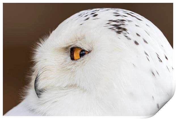  snowy owl Print by Kelvin Rumsby