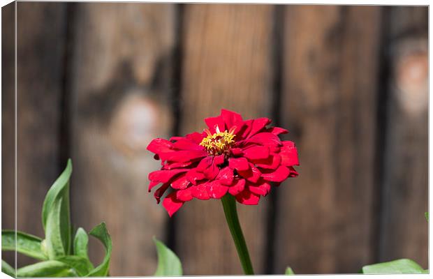 Red flower at the wooden fence Canvas Print by Adrian Bud