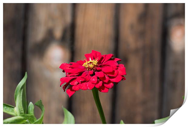 Red flower at the wooden fence Print by Adrian Bud