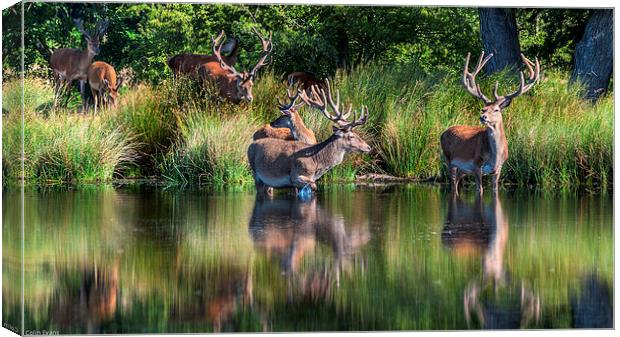 Deer in Richmond Park Canvas Print by Colin Evans