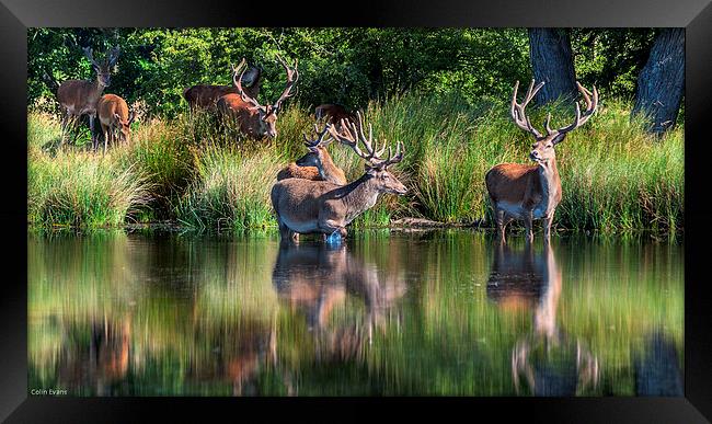 Deer in Richmond Park Framed Print by Colin Evans