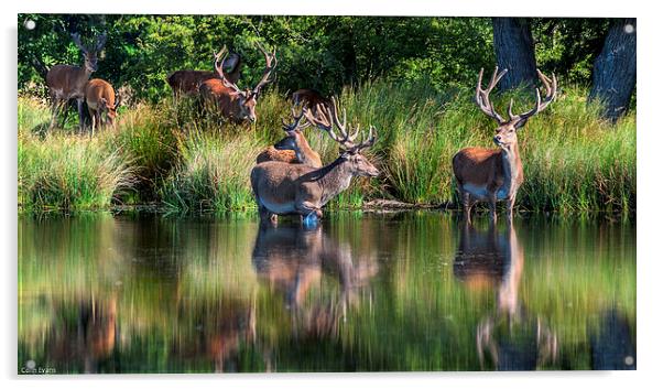 Deer in Richmond Park Acrylic by Colin Evans