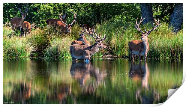 Deer in Richmond Park Print by Colin Evans