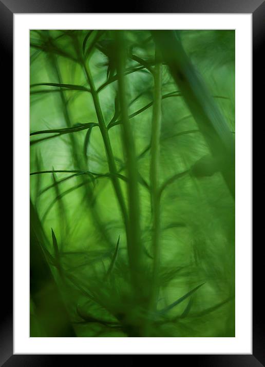  In the Undergrowth. Framed Mounted Print by Peter Bunker