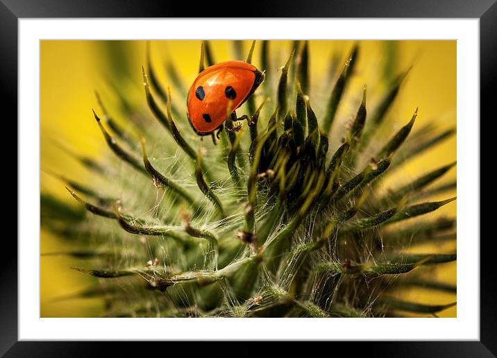  Ladybird and Thistle. Framed Mounted Print by Peter Bunker