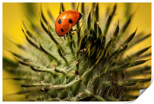  Ladybird and Thistle. Print by Peter Bunker