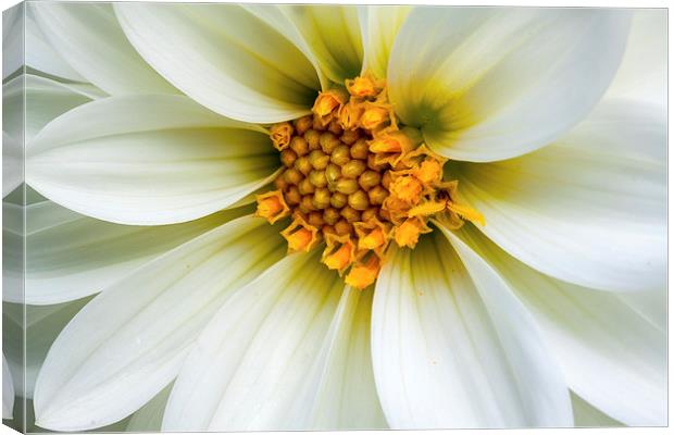  Dahlia. Canvas Print by Peter Bunker