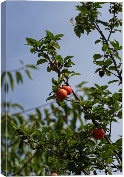 Red pair of apples on branch Canvas Print by Adrian Bud