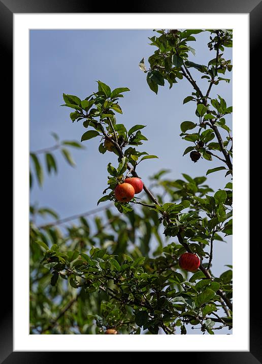 Red pair of apples on branch Framed Mounted Print by Adrian Bud