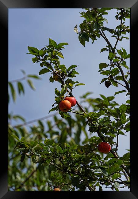 Red pair of apples on branch Framed Print by Adrian Bud