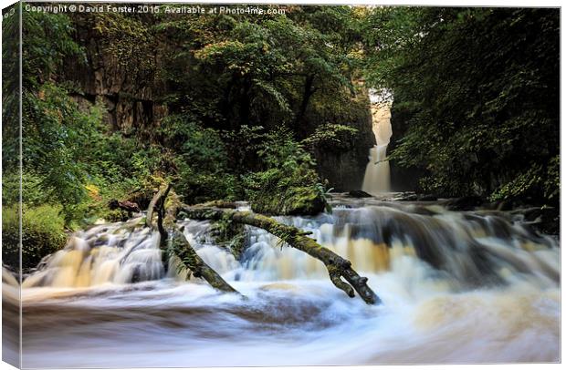 Catrigg Force Waterfall in Early Autumn Yorkshire  Canvas Print by David Forster