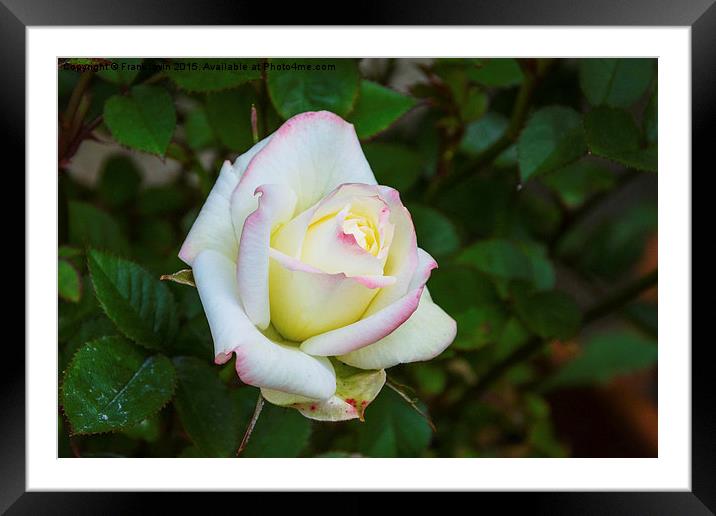  A beautiful white patio rose Framed Mounted Print by Frank Irwin