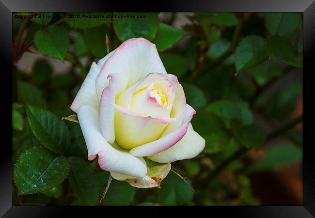  A beautiful white patio rose Framed Print by Frank Irwin