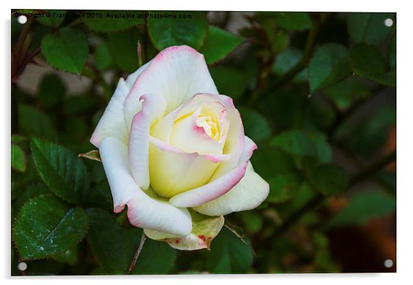  A beautiful white patio rose Acrylic by Frank Irwin