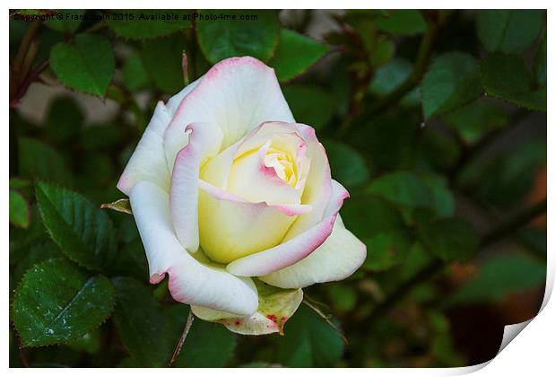  A beautiful white patio rose Print by Frank Irwin