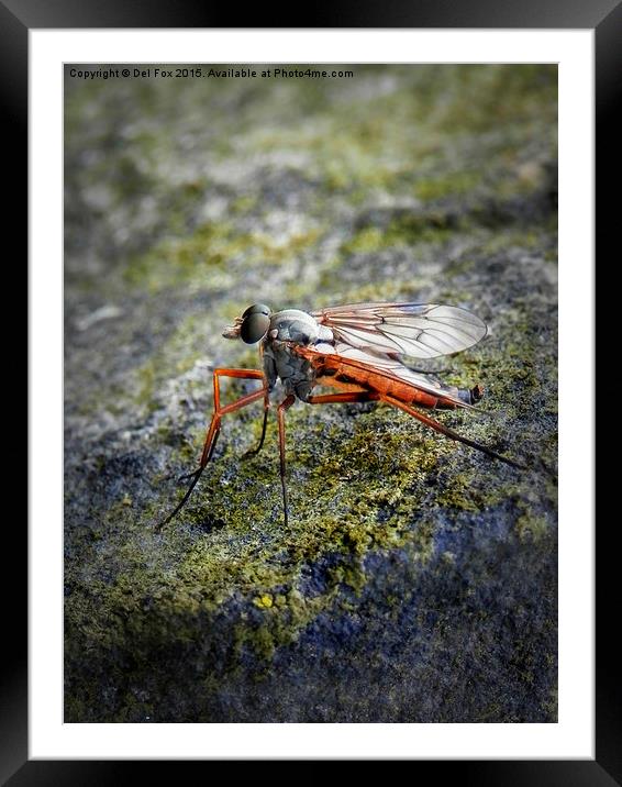  fly on the wall Framed Mounted Print by Derrick Fox Lomax