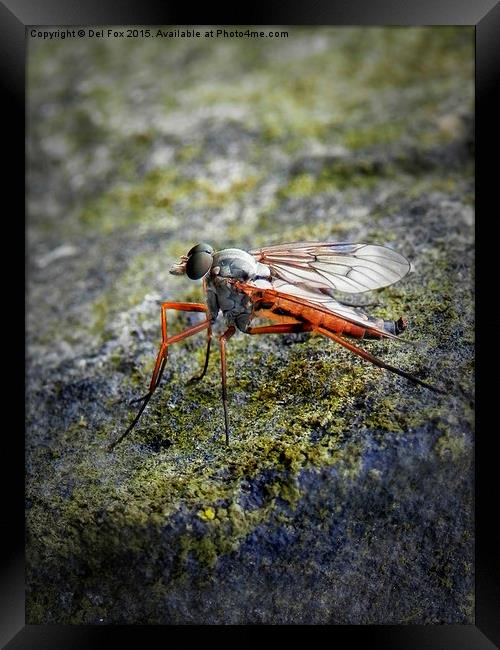  fly on the wall Framed Print by Derrick Fox Lomax