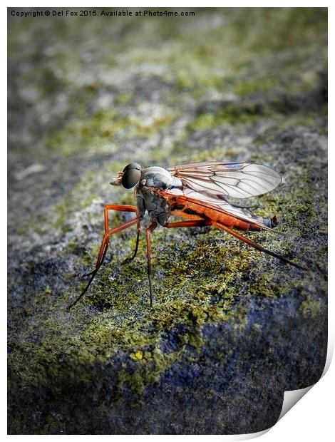  fly on the wall Print by Derrick Fox Lomax