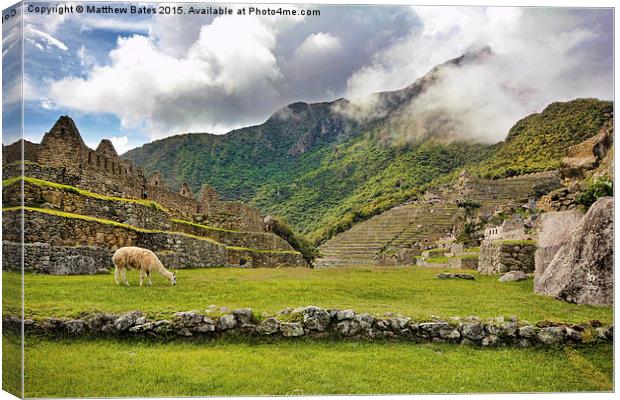 Machu Picchu Llama Canvas Print by Matthew Bates