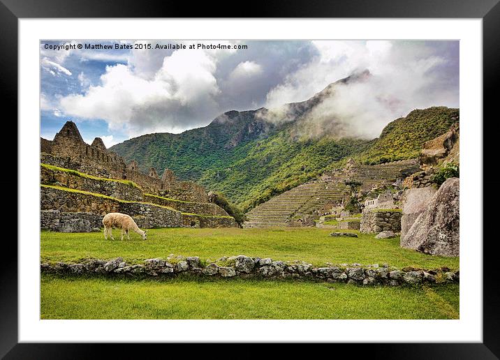 Machu Picchu Llama Framed Mounted Print by Matthew Bates