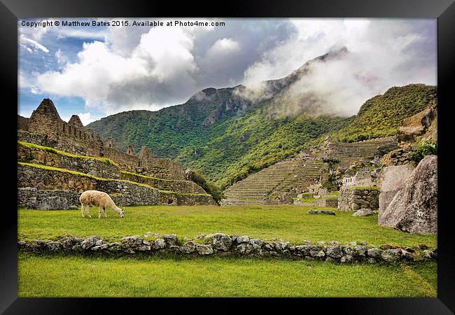 Machu Picchu Llama Framed Print by Matthew Bates