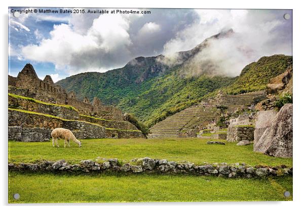 Machu Picchu Llama Acrylic by Matthew Bates