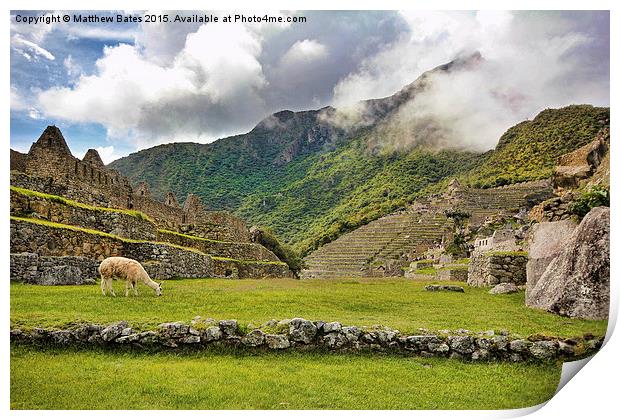 Machu Picchu Llama Print by Matthew Bates